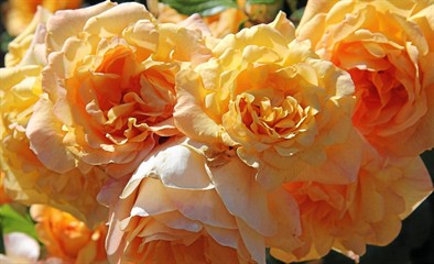 of_sb02_5191851_2_pre_roses